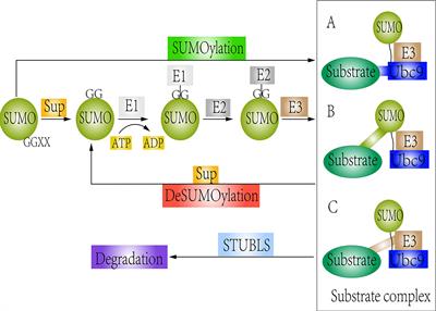 Regulation of SUMOylation Targets Associated With Wnt/β-Catenin Pathway